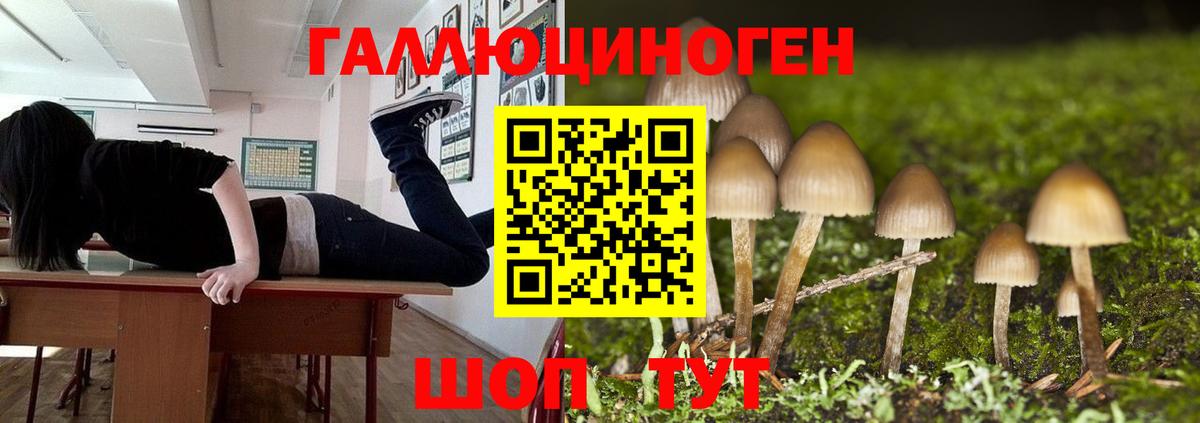 сколько стоит  Вход с VPN  Касимов  Псилоцибиновые грибы Psilocybine cubensis 